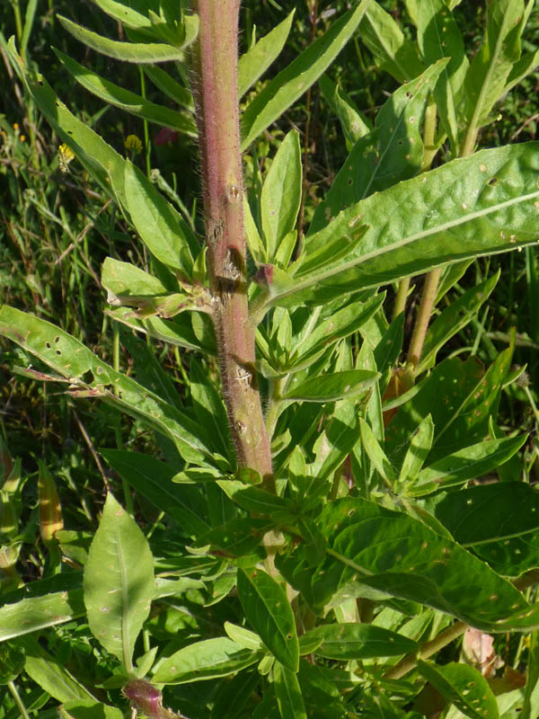 Oenothera glazioviana